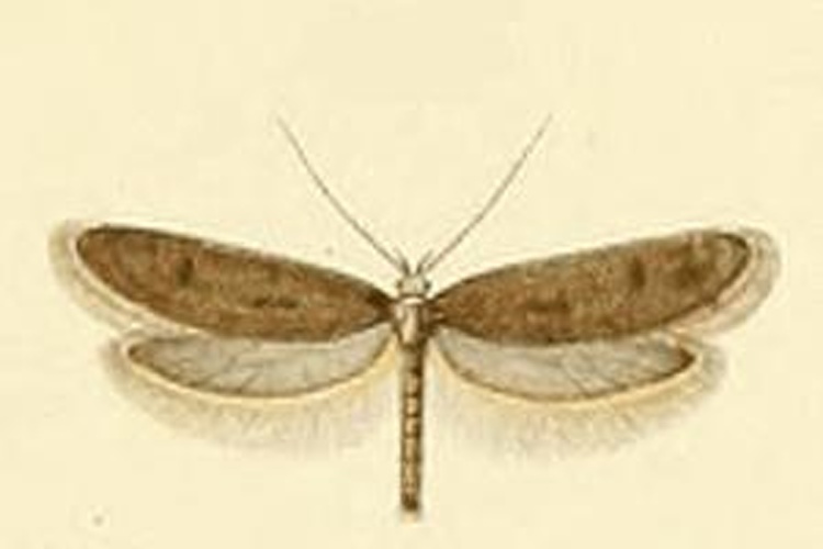 Pseudatemelia fuscifrontella © CONSTANT