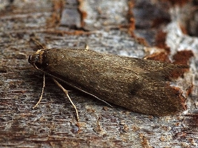 Pseudatemelia josephinae © <a rel="nofollow" class="external text" href="https://www.flickr.com/people/155939562@N05">Ilia Ustyantsev</a> from Russia