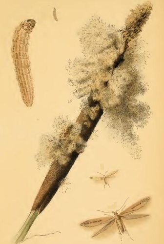 Limnaecia phragmitella &copy; Stainton