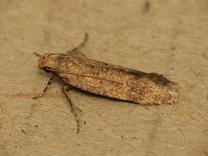 Pexicopia malvella © <a rel="nofollow" class="external text" href="https://www.flickr.com/people/25401497@N02">Donald Hobern</a> from Copenhagen, Denmark