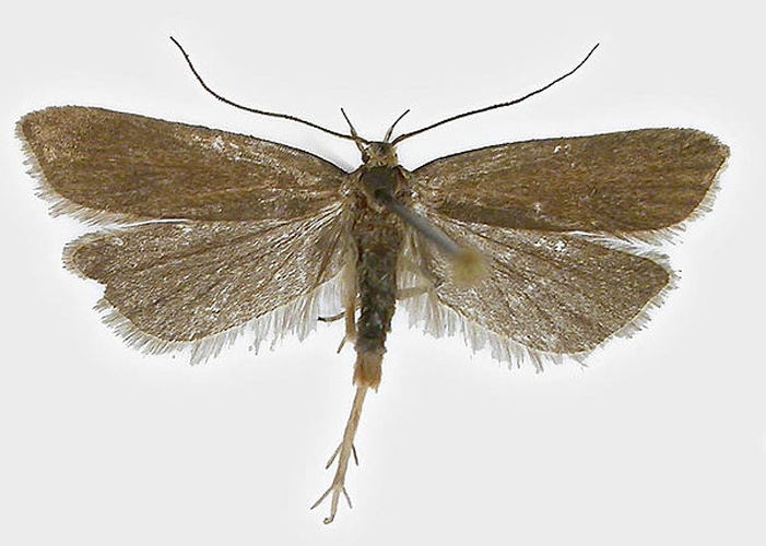 Acompsia cinerella © SIP Haapala