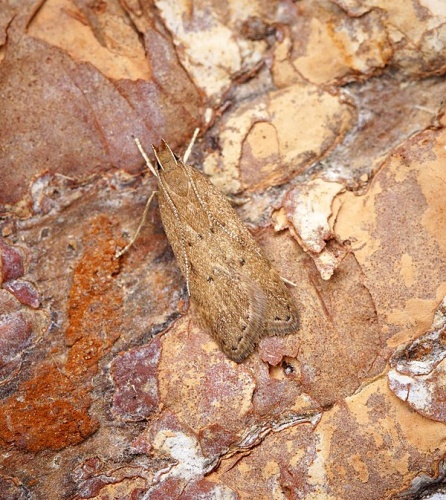 Helcystogramma lutatella &copy; <a rel="nofollow" class="external text" href="https://www.flickr.com/people/33398884@N03">Ben Sale</a> from UK