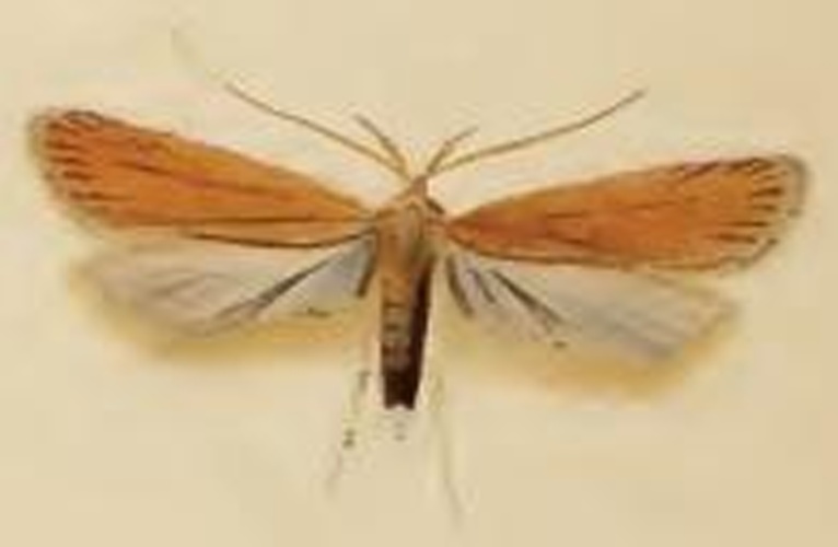 Helcystogramma rufescens © Stainton