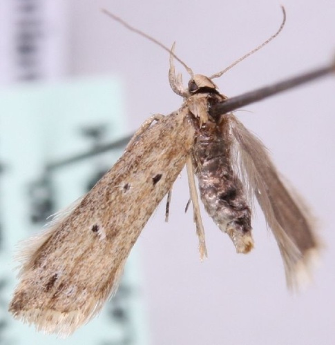 Brachmia inornatella &copy; Marko Mutanen, University of Oulu