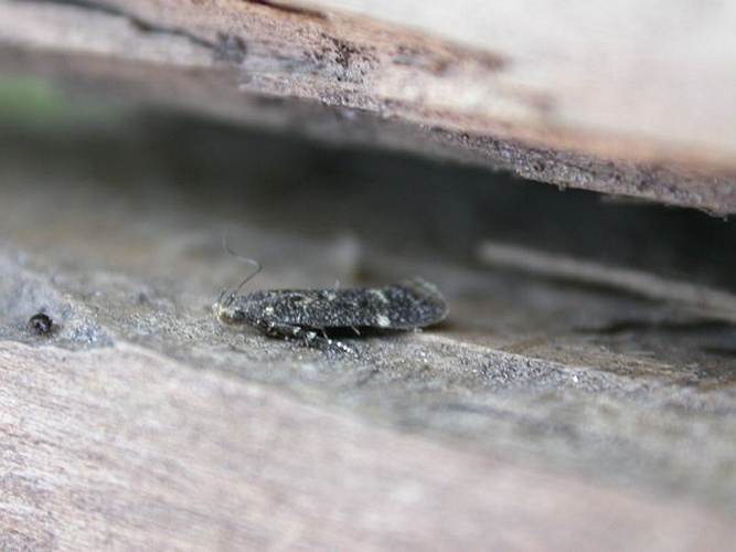 Dichomeris alacella © <a rel="nofollow" class="external text" href="https://www.flickr.com/people/25401497@N02">Donald Hobern</a>