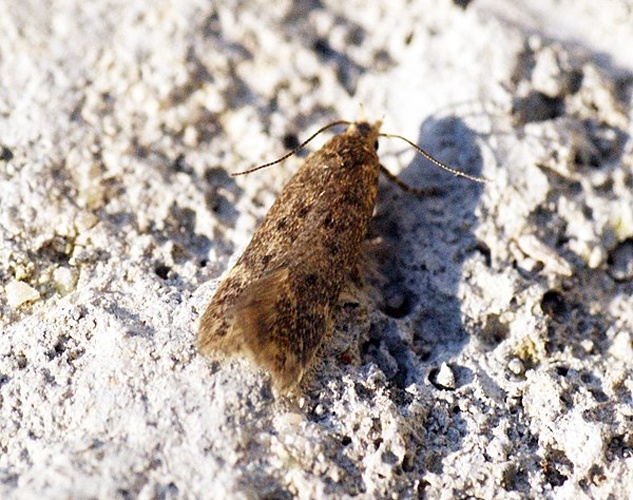 Bryotropha senectella © <a rel="nofollow" class="external text" href="https://www.flickr.com/people/33398884@N03">Ben Sale</a> from UK
