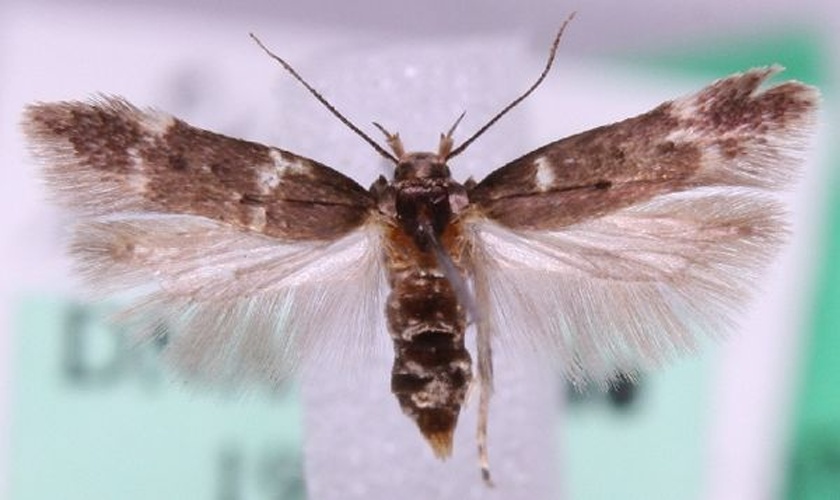 Bryotropha umbrosella © Marko Mutanen, University of Oulu