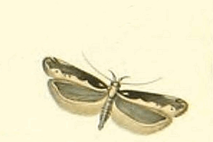 Gladiovalva rumicivorella © MILLIÈRE