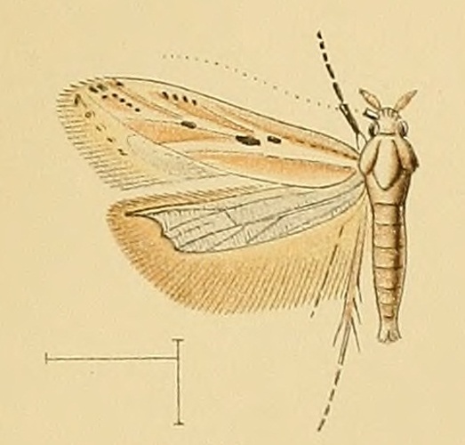 Metzneria aestivella © F.J.Frohawk, A.J.Wendel, P.W.M.Trap