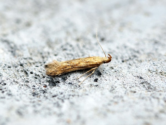 Metzneria metzneriella © <a rel="nofollow" class="external text" href="https://www.flickr.com/people/33398884@N03">Ben Sale</a> from UK