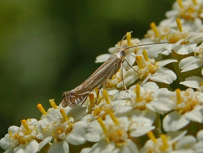 Isophrictis striatella © <a href="//commons.wikimedia.org/wiki/User:Hectonichus" title="User:Hectonichus">Hectonichus</a>