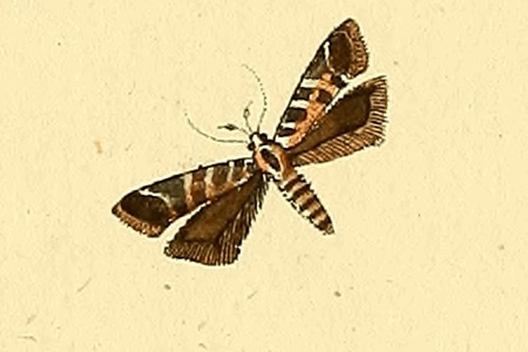 Aristotelia decurtella © 1813