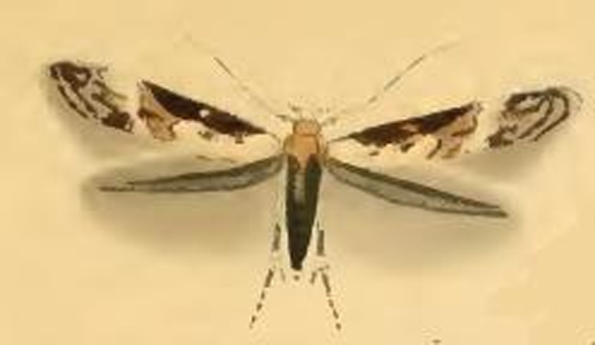 Carpatolechia decorella © Stainton