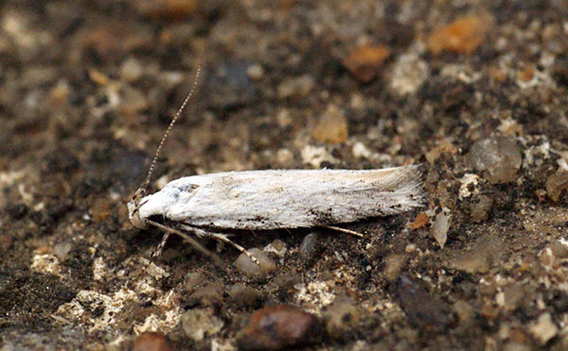 Carpatolechia alburnella © <a rel="nofollow" class="external text" href="https://www.flickr.com/people/33398884@N03">Ben Sale</a> from UK