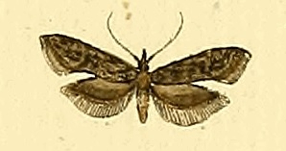 Carpatolechia notatella © HÜBNER