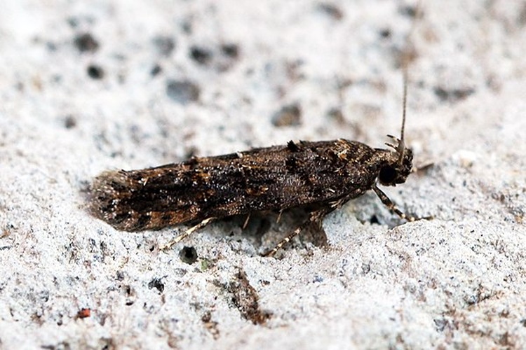 Teleiopsis diffinis © <a rel="nofollow" class="external text" href="https://www.flickr.com/people/33398884@N03">Ben Sale</a> from UK