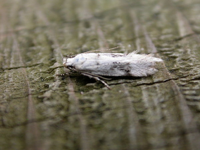 Stenolechia gemmella &copy; <a rel="nofollow" class="external text" href="https://www.flickr.com/people/25401497@N02">Donald Hobern</a>