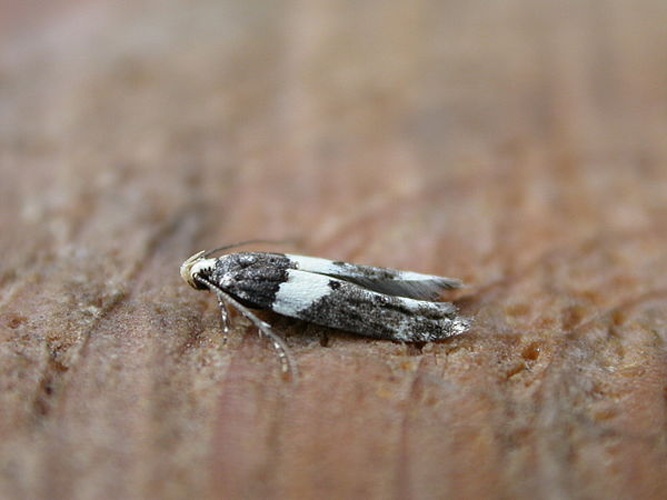 Recurvaria leucatella © <a rel="nofollow" class="external text" href="https://www.flickr.com/photos/25401497@N02">Donald Hobern</a>