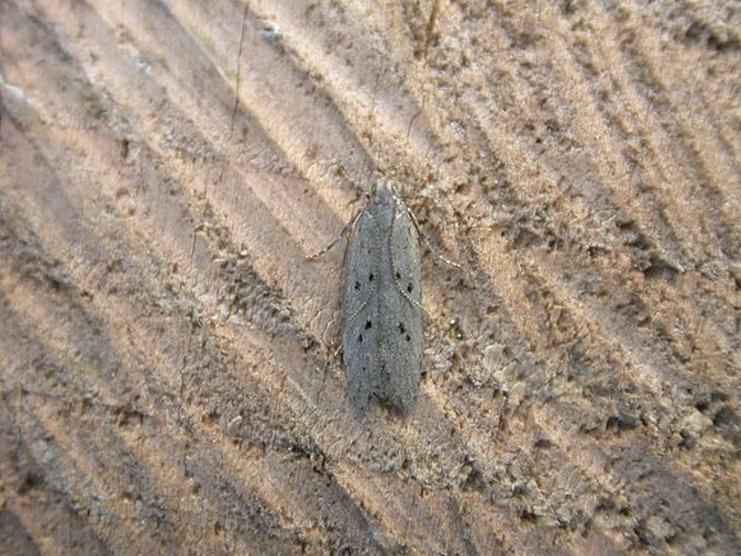 Athrips mouffetella © <a rel="nofollow" class="external text" href="https://www.flickr.com/photos/25401497@N02">Donald Hobern</a>