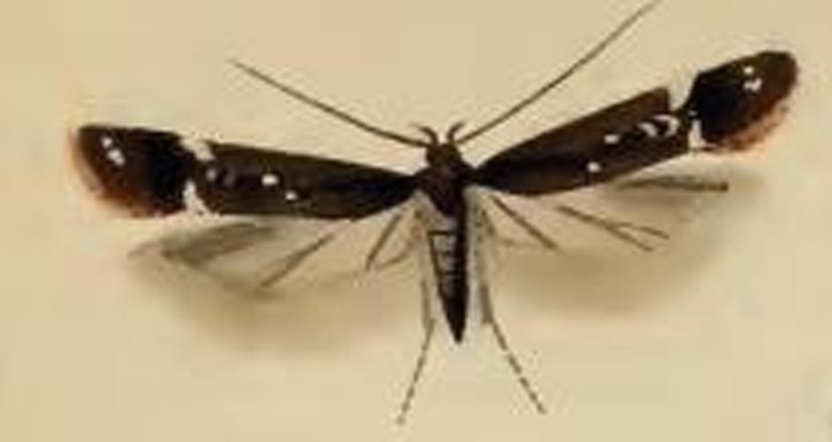 Neofriseria peliella © Stainton