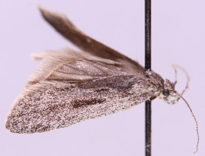 Chionodes tragicella © Marko Mutanen, University of Oulu