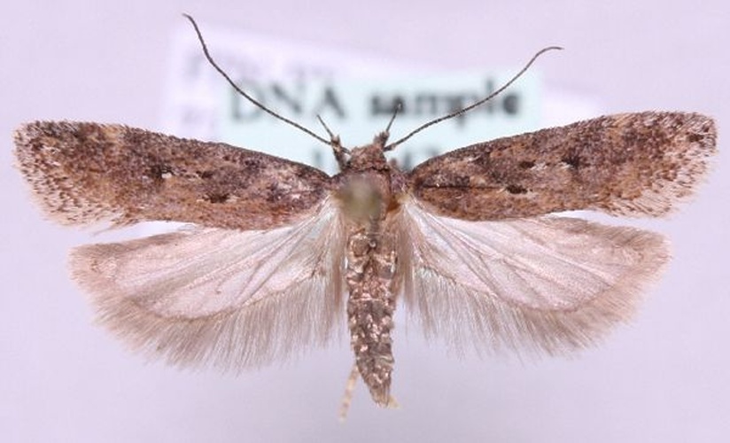 Chionodes distinctella &copy; Marko Mutanen, University of Oulu