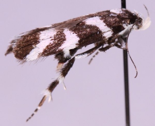 Chionodes viduella © Marko Mutanen, University of Oulu