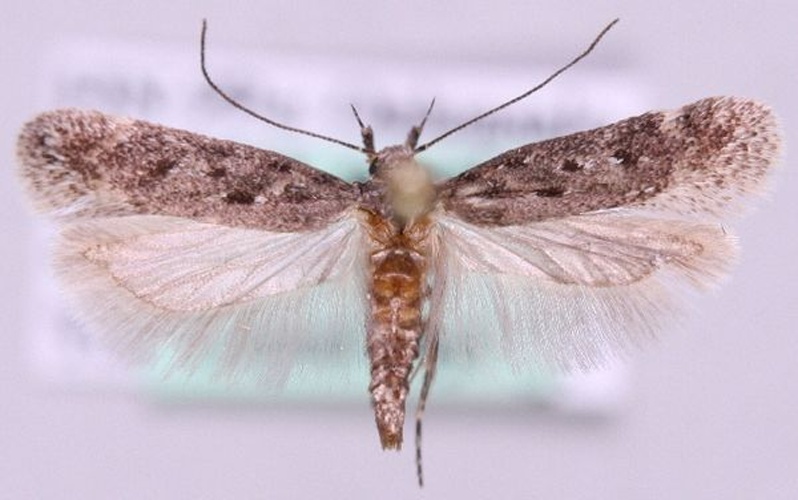 Chionodes fumatella © Marko Mutanen, University of Oulu