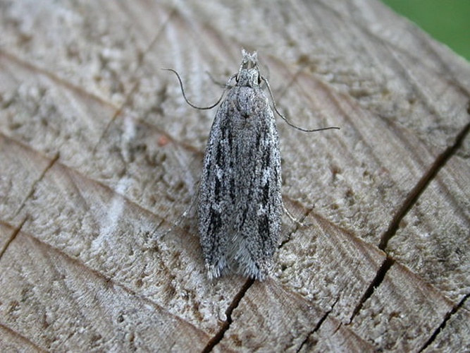 Gelechia sabinellus &copy; <a rel="nofollow" class="external text" href="https://www.flickr.com/people/25401497@N02">Donald Hobern</a>