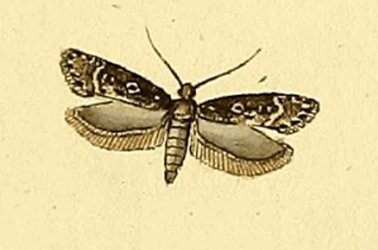 Gelechia sororculella &copy; HÜBNER, J.