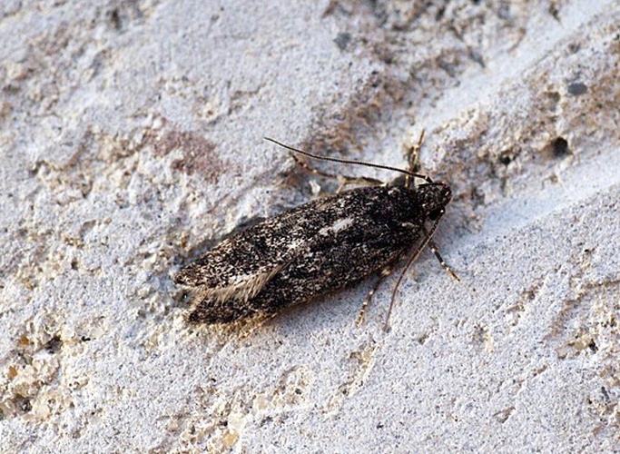 Gelechia nigra © <a rel="nofollow" class="external text" href="https://www.flickr.com/people/33398884@N03">Ben Sale</a> from UK