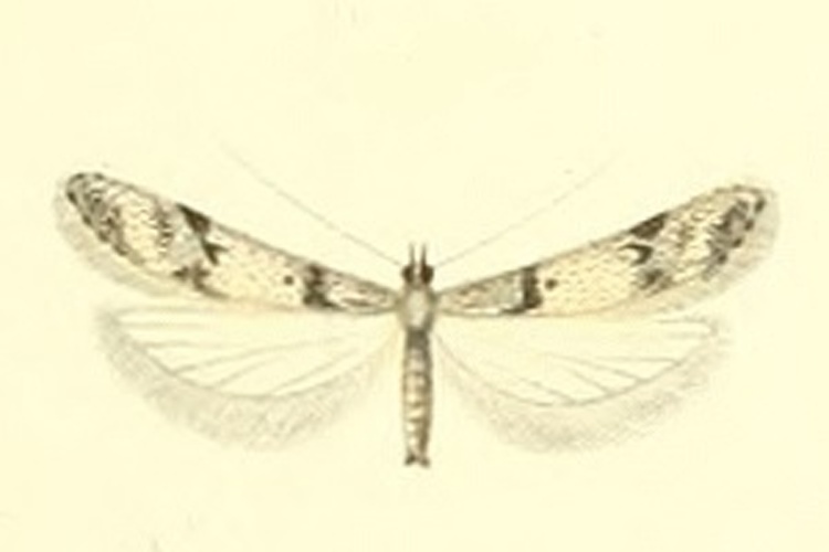 Sattleria melaleucella © CONSTANT