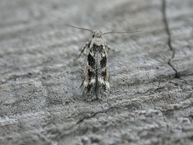 Caryocolum fischerella © dhobern