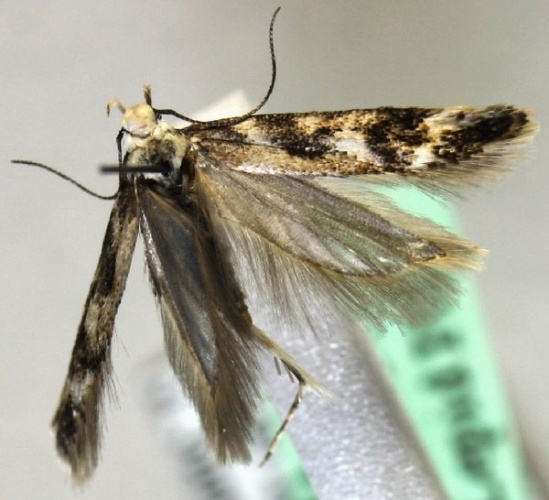 Caryocolum delphinatella © Marko Mutanen, University of Oulu