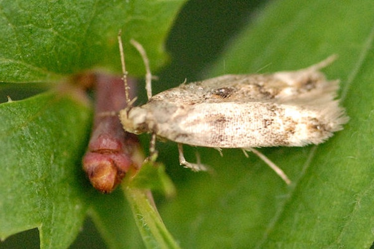 Caryocolum blandella &copy; James K. Lindsey