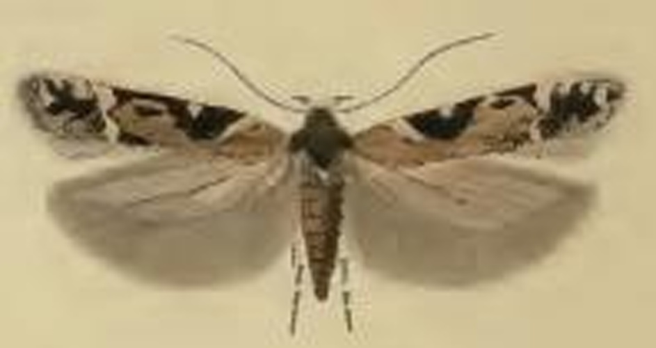 Caryocolum tricolorella © Stainton