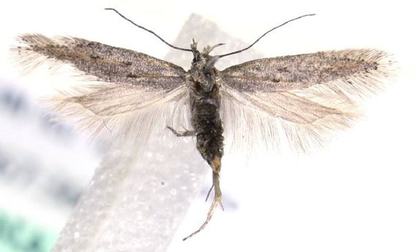 Scrobipalpula diffluella &copy; Marko Mutanen, University of Oulu