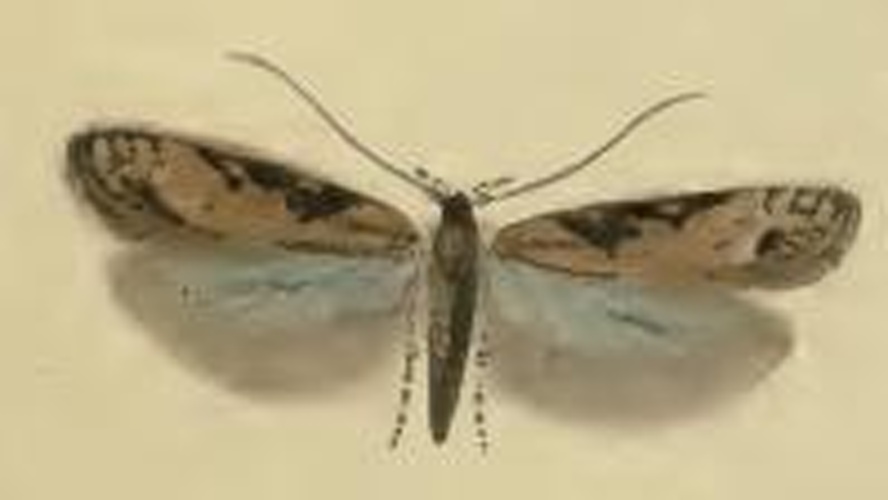 Scrobipalpa costella © Stainton