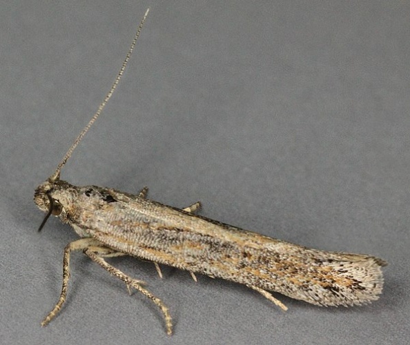 Scrobipalpa samadensis © <a rel="nofollow" class="external text" href="https://www.flickr.com/people/130093583@N04">Janet Graham</a>