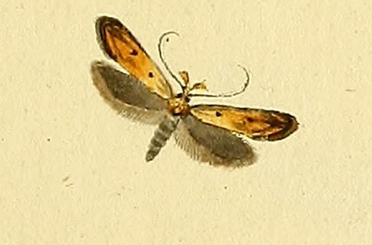Mesophleps silacella &copy; HÜBNER, J.