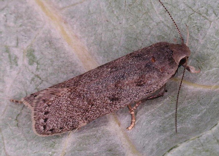 Anacampsis populella © Gyorgy Csoka, Hungary Forest Research Institute, Bugwood.org