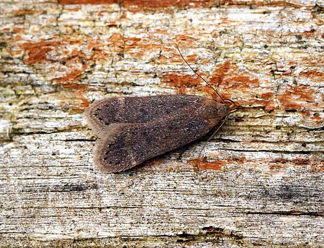 Anacampsis timidella © <a rel="nofollow" class="external text" href="https://www.flickr.com/people/33398884@N03">Ben Sale</a> from UK