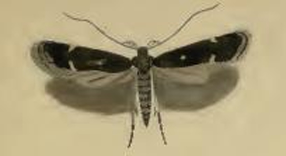 Aproaerema anthyllidella © Stainton