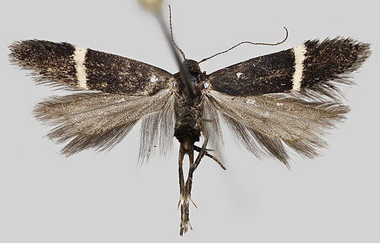 Syncopacma cinctella © J. Tyllinen