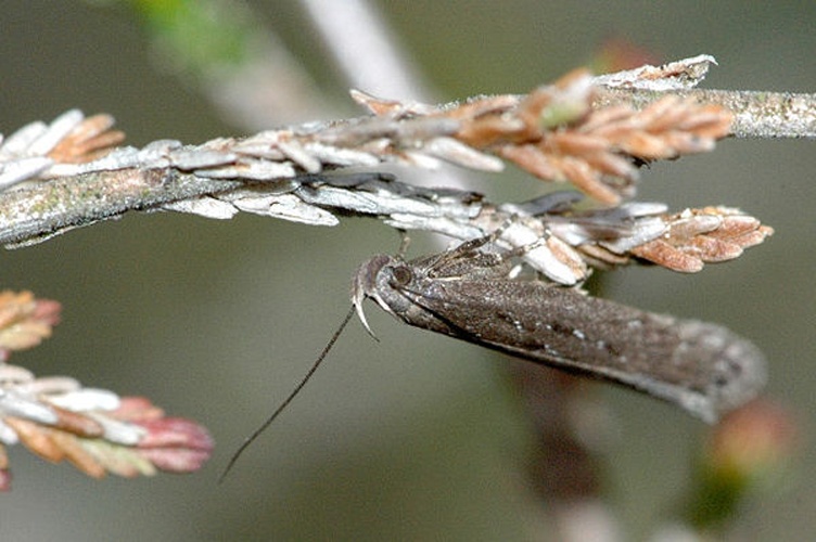 Neofaculta ericetella © James K. Lindsey
