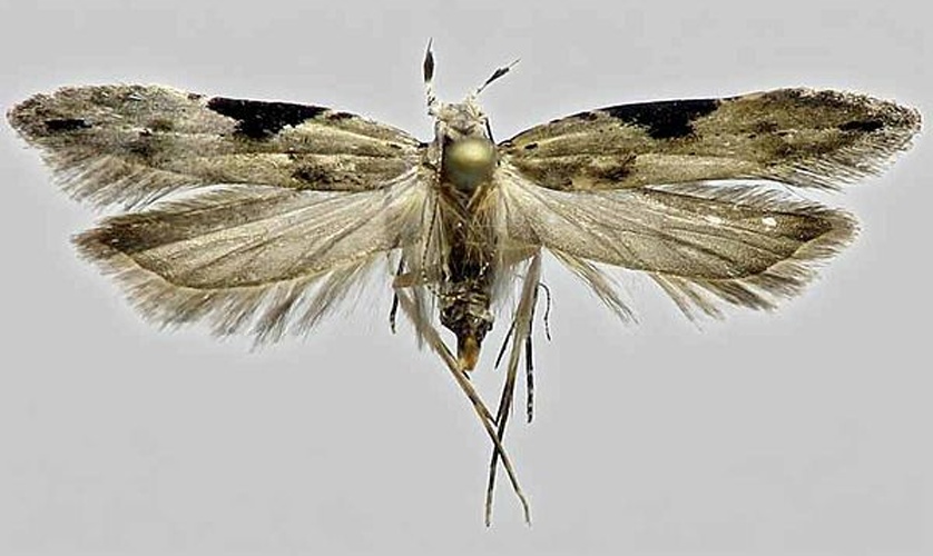 Hypatima rhomboidella © E. Hujanen