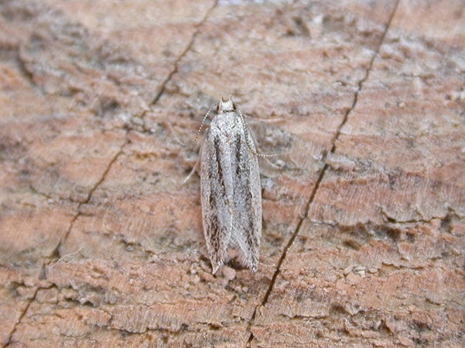 Anarsia lineatella &copy; <a rel="nofollow" class="external text" href="https://www.flickr.com/people/25401497@N02">Donald Hobern</a> from Canberra, Australia