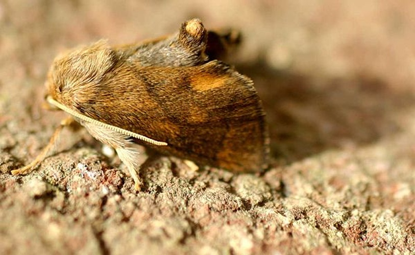 Apoda limacodes &copy; 