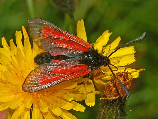 Zygaena purpuralis © <a href="//commons.wikimedia.org/wiki/User:Hectonichus" title="User:Hectonichus">Hectonichus</a>