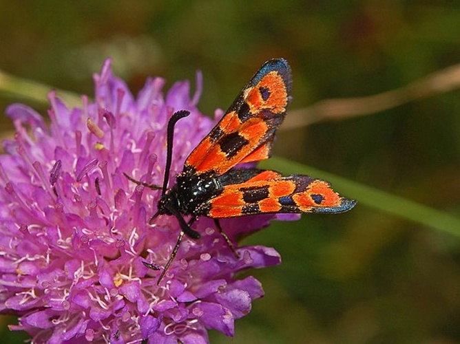 Zygaena hilaris © <a rel="nofollow" class="external text" href="https://www.flickr.com/people/29882791@N02/">Ettore Balocchi</a>